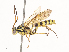  ( - CBG-A41842-C01)  @11 [ ] CreativeCommons - Attribution Share - Alike (2024) CBG Photography Group Centre for Biodiversity Genomics