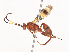  ( - CBG-A41845-G08)  @11 [ ] CreativeCommons - Attribution Share - Alike (2024) CBG Photography Group Centre for Biodiversity Genomics