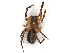  ( - CBG-A41845-H05)  @11 [ ] CreativeCommons - Attribution Share-Alike (2024) CBG Photography Group Centre for Biodiversity Genomics