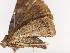  ( - CBG-A40213-D08)  @11 [ ] CreativeCommons - Attribution Share - Alike (2024) CBG Photography Group Centre for Biodiversity Genomics