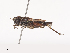  ( - CBG-A40215-C11)  @11 [ ] CreativeCommons - Attribution Share - Alike (2024) CBG Photography Group Centre for Biodiversity Genomics