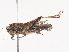  (Tettigidea lateralis - CBG-A40215-C12)  @11 [ ] CreativeCommons - Attribution Share - Alike (2024) CBG Photography Group Centre for Biodiversity Genomics