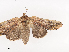  ( - CBG-A40215-D08)  @11 [ ] CreativeCommons - Attribution Share - Alike (2024) CBG Photography Group Centre for Biodiversity Genomics