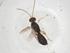  (Heterospilus Malaise1864 - CBG-A40964-A02)  @11 [ ] CreativeCommons - Attribution Share - Alike (2024) Centre for Biodiversity Genomics Centre for Biodiversity Genomics