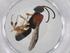  (Chelonus Malaise2307 - CBG-A40978-F03)  @11 [ ] CreativeCommons - Attribution Share - Alike (2024) Centre for Biodiversity Genomics Centre for Biodiversity Genomics