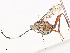  ( - CBG-A41814-C03)  @11 [ ] CreativeCommons - Attribution Share - Alike (2024) CBG Photography Group Centre for Biodiversity Genomics