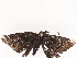  ( - CBG-A41814-H07)  @11 [ ] CreativeCommons - Attribution Share - Alike (2024) CBG Photography Group Centre for Biodiversity Genomics