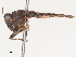  ( - CBG-A41815-A06)  @11 [ ] CreativeCommons - Attribution Share - Alike (2024) CBG Photography Group Centre for Biodiversity Genomics