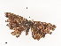  ( - CBG-A44305-B02)  @11 [ ] CreativeCommons - Attribution Share - Alike (2024) CBG Photography Group Centre for Biodiversity Genomics