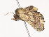  ( - CBG-A41824-A02)  @11 [ ] CreativeCommons - Attribution Share - Alike (2024) CBG Photography Group Centre for Biodiversity Genomics