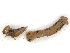  ( - CBG-A41824-H11)  @11 [ ] CreativeCommons - Attribution Share-Alike (2024) CBG Photography Group Centre for Biodiversity Genomics
