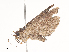  ( - CBG-A41847-G03)  @11 [ ] CreativeCommons - Attribution Share - Alike (2024) CBG Photography Group Centre for Biodiversity Genomics