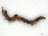  ( - CBG-A41848-H09)  @11 [ ] CreativeCommons - Attribution Share-Alike (2024) CBG Photography Group Centre for Biodiversity Genomics