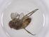  (Ceromya Malaise8442 - CBG-A42917-B08)  @11 [ ] CreativeCommons - Attribution Share - Alike (2024) Centre for Biodiversity Genomics Centre for Biodiversity Genomics