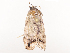  ( - CBG-A44309-D03)  @11 [ ] CreativeCommons - Attribution Share - Alike (2024) CBG Photography Group Centre for Biodiversity Genomics