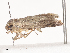  ( - CBG-A44377-D08)  @11 [ ] CreativeCommons - Attribution Share - Alike (2024) CBG Photography Group Centre for Biodiversity Genomics