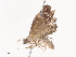  ( - CBG-A44378-C07)  @11 [ ] CreativeCommons - Attribution Share - Alike (2024) CBG Photography Group Centre for Biodiversity Genomics
