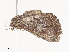  ( - CBG-A44378-G01)  @11 [ ] CreativeCommons - Attribution Share - Alike (2024) CBG Photography Group Centre for Biodiversity Genomics