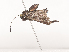  ( - CBG-A44378-H02)  @11 [ ] CreativeCommons - Attribution Share - Alike (2024) CBG Photography Group Centre for Biodiversity Genomics