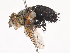  ( - CBG-A40216-D06)  @11 [ ] CreativeCommons - Attribution Share - Alike (2024) CBG Photography Group Centre for Biodiversity Genomics