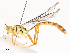  ( - CBG-A40216-F04)  @11 [ ] CreativeCommons - Attribution Share - Alike (2024) CBG Photography Group Centre for Biodiversity Genomics