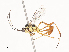  (cryptJanzen01 Malaise5314 - CBG-A41783-D01)  @11 [ ] CreativeCommons - Attribution Share - Alike (2024) CBG Photography Group Centre for Biodiversity Genomics