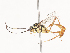  ( - CBG-A41783-D02)  @11 [ ] CreativeCommons - Attribution Share - Alike (2024) CBG Photography Group Centre for Biodiversity Genomics