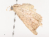  ( - CBG-A41783-E05)  @11 [ ] CreativeCommons - Attribution Share - Alike (2024) CBG Photography Group Centre for Biodiversity Genomics