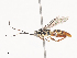  ( - CBG-A41784-B06)  @11 [ ] CreativeCommons - Attribution Share - Alike (2024) CBG Photography Group Centre for Biodiversity Genomics