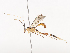  ( - CBG-A44387-D10)  @11 [ ] CreativeCommons - Attribution Share - Alike (2024) CBG Photography Group Centre for Biodiversity Genomics