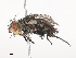  ( - CBG-A44388-D12)  @11 [ ] CreativeCommons - Attribution Share - Alike (2024) CBG Photography Group Centre for Biodiversity Genomics