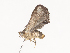  ( - CBG-A44390-C09)  @11 [ ] CreativeCommons - Attribution Share - Alike (2024) CBG Photography Group Centre for Biodiversity Genomics