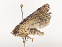  ( - CBG-A44391-C03)  @11 [ ] CreativeCommons - Attribution Share - Alike (2024) CBG Photography Group Centre for Biodiversity Genomics