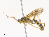  ( - CBG-A45155-D04)  @11 [ ] CreativeCommons - Attribution Share - Alike (2024) CBG Photography Group Centre for Biodiversity Genomics