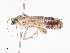  ( - CBG-A45155-F06)  @11 [ ] CreativeCommons - Attribution Share - Alike (2024) CBG Photography Group Centre for Biodiversity Genomics