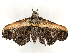  ( - CBG-A45265-B08)  @11 [ ] CreativeCommons - Attribution (2024) CBG Photography Group Centre for Biodiversity Genomics