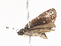  ( - CBG-A45265-D10)  @11 [ ] CreativeCommons - Attribution Share - Alike (2024) CBG Photography Group Centre for Biodiversity Genomics