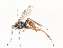  ( - CBG-A45265-G08)  @11 [ ] CreativeCommons - Attribution Share - Alike (2024) CBG Photography Group Centre for Biodiversity Genomics