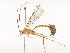  (Enicospilus flavostigmaDHJ08 - CBG-A45266-B08)  @11 [ ] CreativeCommons - Attribution Share - Alike (2024) CBG Photography Group Centre for Biodiversity Genomics