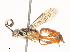  (ichneuMalaise01 Malaise8364 - CBG-A45266-D08)  @11 [ ] CreativeCommons - Attribution Share - Alike (2024) CBG Photography Group Centre for Biodiversity Genomics