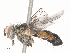  ( - CBG-A45266-G12)  @11 [ ] CreativeCommons - Attribution Share - Alike (2024) CBG Photography Group Centre for Biodiversity Genomics