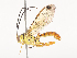  ( - CBG-A45267-B11)  @11 [ ] CreativeCommons - Attribution Share - Alike (2024) CBG Photography Group Centre for Biodiversity Genomics