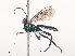  ( - CBG-A45267-E07)  @11 [ ] CreativeCommons - Attribution Share - Alike (2024) CBG Photography Group Centre for Biodiversity Genomics