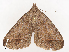  ( - CBG-A45268-C04)  @11 [ ] CreativeCommons - Attribution Share - Alike (2024) CBG Photography Group Centre for Biodiversity Genomics