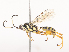  ( - CBG-A45268-C08)  @11 [ ] CreativeCommons - Attribution Share - Alike (2024) CBG Photography Group Centre for Biodiversity Genomics