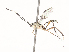  ( - CBG-A45268-G04)  @11 [ ] CreativeCommons - Attribution Share - Alike (2024) CBG Photography Group Centre for Biodiversity Genomics