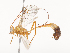  (Enicospilus Malaise7540 - CBG-A46879-C06)  @11 [ ] CreativeCommons - Attribution Share - Alike (2024) CBG Photography Group Centre for Biodiversity Genomics