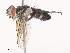  ( - CBG-A46879-E06)  @11 [ ] CreativeCommons - Attribution Share - Alike (2024) CBG Photography Group Centre for Biodiversity Genomics