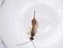  (Heterospilus Malaise6585 - CBG-A42541-E08)  @11 [ ] CreativeCommons - Attribution Share - Alike (2024) Centre for Biodiversity Genomics Centre for Biodiversity Genomics