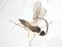  (Hormius Malaise5849 - CBG-A42547-E01)  @11 [ ] CreativeCommons - Attribution Share - Alike (2024) Centre for Biodiversity Genomics Centre for Biodiversity Genomics